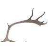 Image 4 : Alaskan Caribou Antler Rack Skull Cap Taxidermy