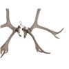 Image 5 : Alaskan Caribou Antler Rack Skull Cap Taxidermy