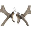Image 6 : Alaskan Caribou Antler Rack Skull Cap Taxidermy