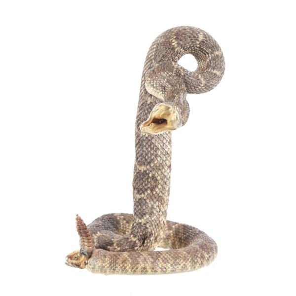 PRO Striking Diamondback Rattlesnake Taxidermy