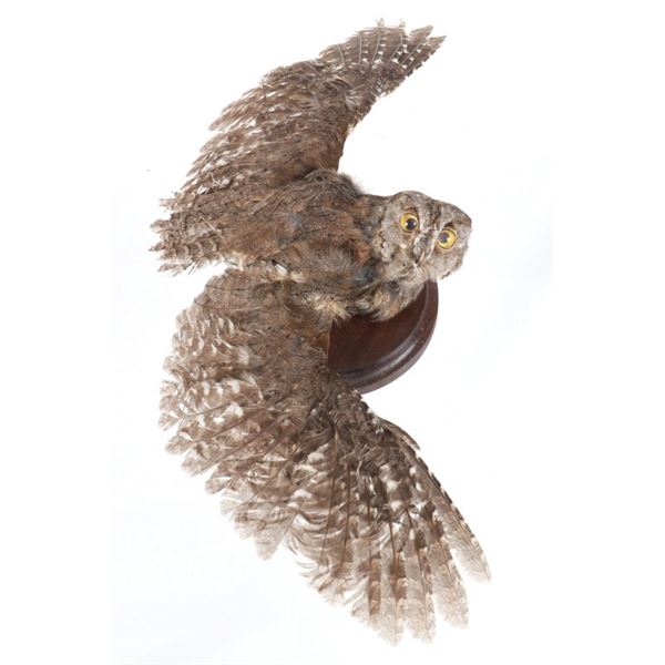 Professional Eurasian Scops-Owl Taxidermy