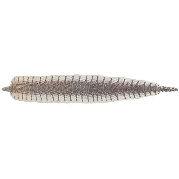 Professional King Cobra Skin Taxidermy w/ Head