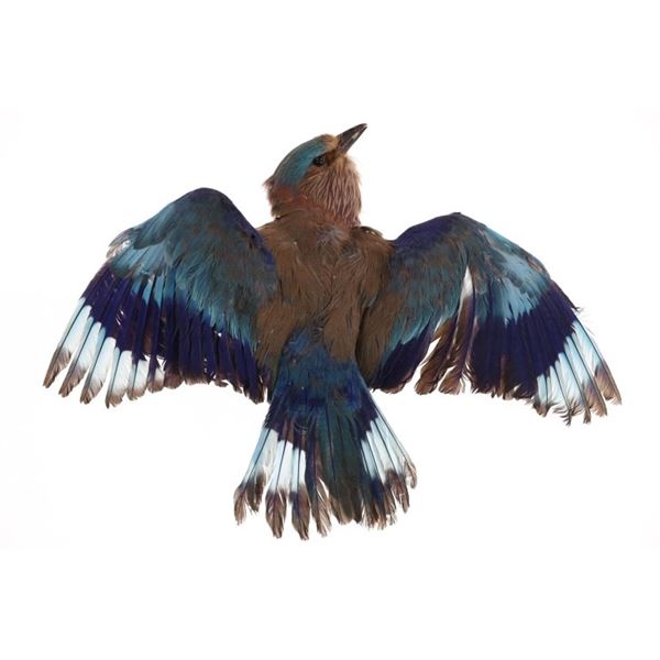 European Roller Jay In Flight Full Body Taxidermy