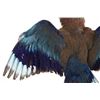 Image 2 : European Roller Jay In Flight Full Body Taxidermy