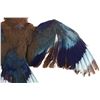 Image 4 : European Roller Jay In Flight Full Body Taxidermy