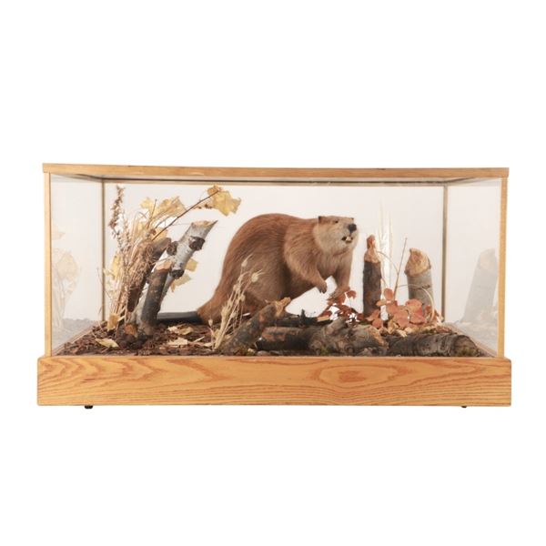 Beaver Professional Taxidermy Habitat Display Case