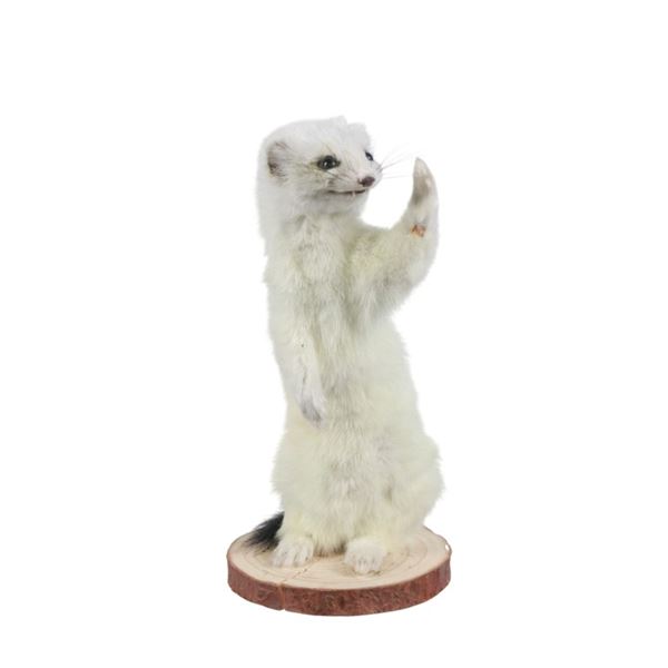 Life-sized Snow White Ermine Mount Taxidermy