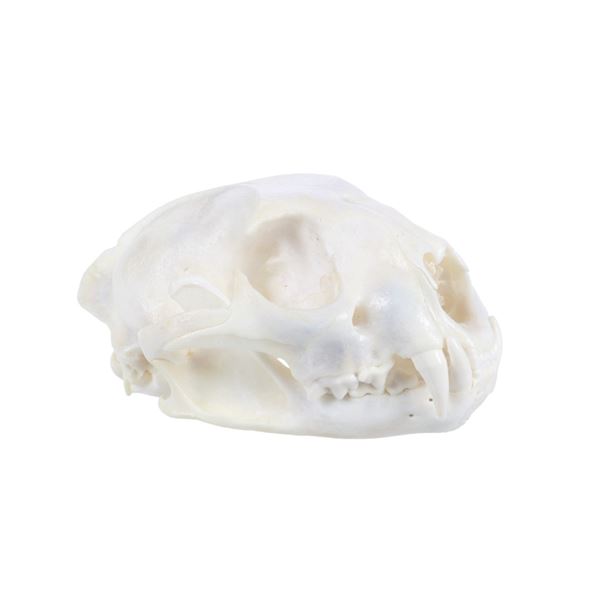 Montana Taken Trophy Bobcat Skull