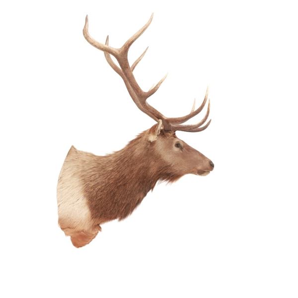 Rocky Mountain 5x5 Elk Professional Taxidermy