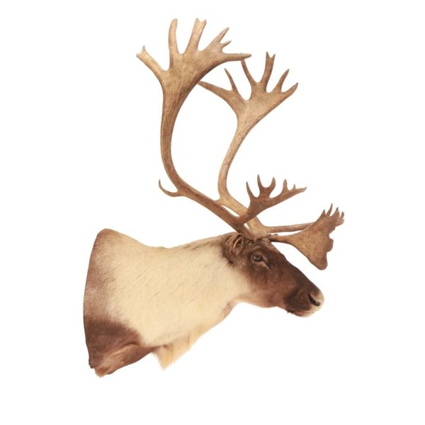MASSIVE North American Woodland Caribou Taxidermy