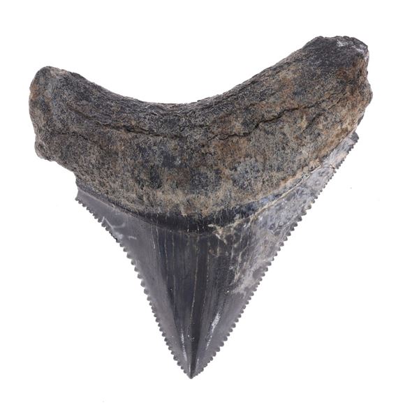 2 1/8" Fossilized Megaladon Serrated Tooth