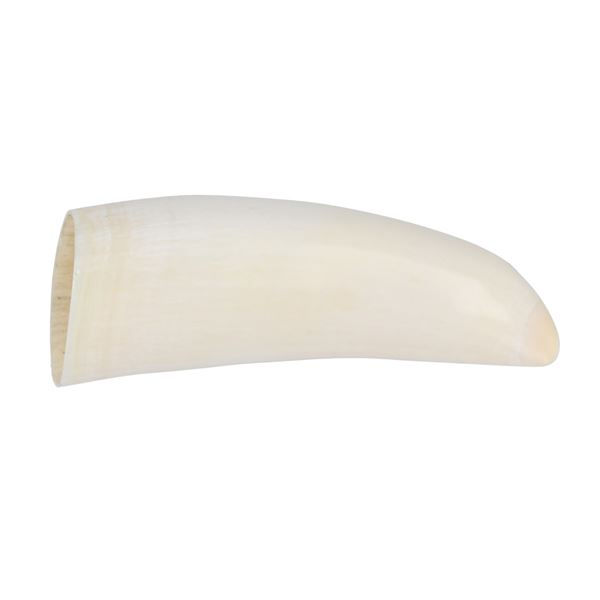 19th C. POLISHED Sperm Whale Tooth Specimen