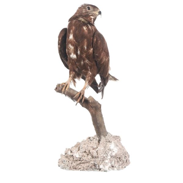 Professional Eurasian Honey Buzzard Taxidermy