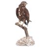 Image 1 : Professional Eurasian Honey Buzzard Taxidermy