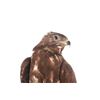 Image 2 : Professional Eurasian Honey Buzzard Taxidermy