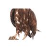Image 3 : Professional Eurasian Honey Buzzard Taxidermy