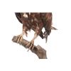 Image 4 : Professional Eurasian Honey Buzzard Taxidermy