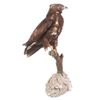 Image 7 : Professional Eurasian Honey Buzzard Taxidermy