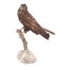 Image 8 : Professional Eurasian Honey Buzzard Taxidermy