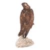 Image 9 : Professional Eurasian Honey Buzzard Taxidermy