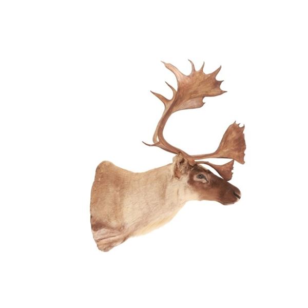 Large Caribou Taxidermy Shoulder Mount