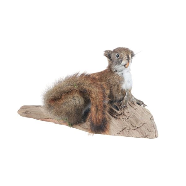 Red Squirrel Full Body Log Mounted Taxidermy