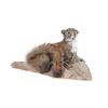 Image 1 : Red Squirrel Full Body Log Mounted Taxidermy