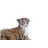 Image 2 : Red Squirrel Full Body Log Mounted Taxidermy
