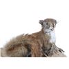 Image 3 : Red Squirrel Full Body Log Mounted Taxidermy