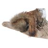 Image 4 : Red Squirrel Full Body Log Mounted Taxidermy