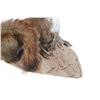 Image 5 : Red Squirrel Full Body Log Mounted Taxidermy