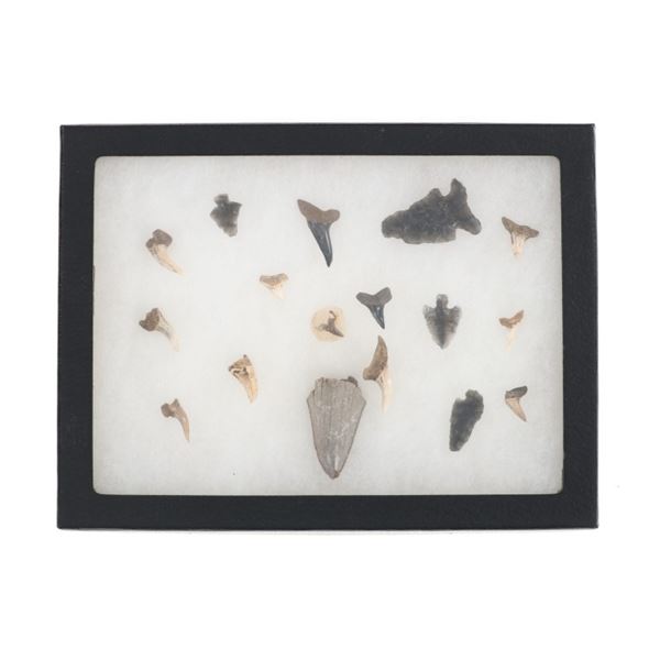 Projectile Point & Fossilized Shark Teeth Display