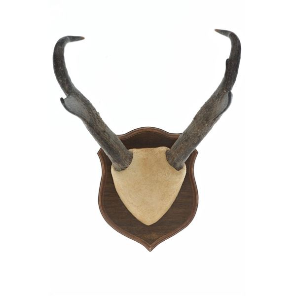 Pronghorn Taxidermy Wood Plaque Mount