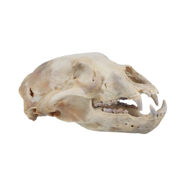 Montana Black Bear Skull Professional Taxidermy