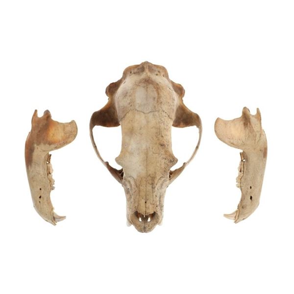 Montana Black Bear Taxidermy Skull