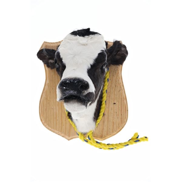 Montana Taxidermy Baby Holstein Calf Head Mount