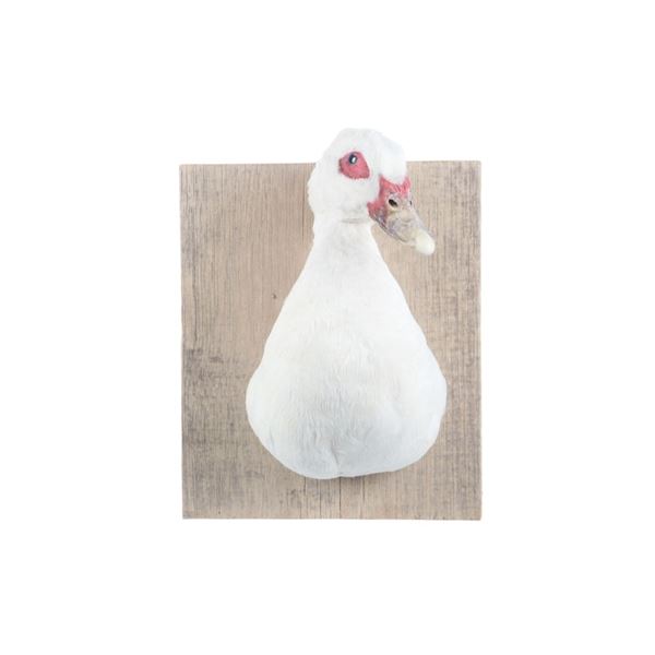 Domestic Farm Muscovy Duck Breast Mount Taxidermy