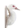 Image 5 : Domestic Farm Muscovy Duck Breast Mount Taxidermy