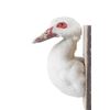 Image 6 : Domestic Farm Muscovy Duck Breast Mount Taxidermy