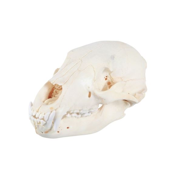 Montana Black Bear Professional Taxidermy Skull
