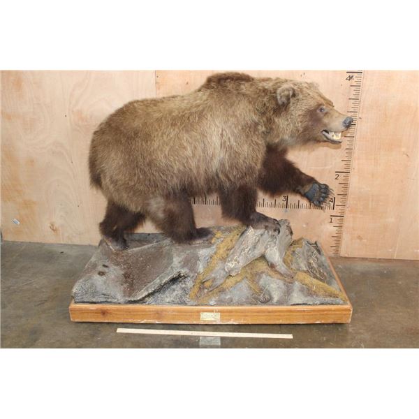 Life-sized GRIZZLY BEAR on a Wood Base with Wheels