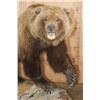 Image 2 : Life-sized GRIZZLY BEAR on a Wood Base with Wheels