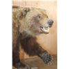 Image 3 : Life-sized GRIZZLY BEAR on a Wood Base with Wheels