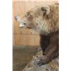 Image 4 : Life-sized GRIZZLY BEAR on a Wood Base with Wheels