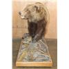 Image 5 : Life-sized GRIZZLY BEAR on a Wood Base with Wheels