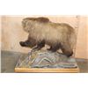 Image 6 : Life-sized GRIZZLY BEAR on a Wood Base with Wheels