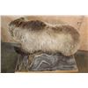 Image 7 : Life-sized GRIZZLY BEAR on a Wood Base with Wheels