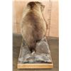 Image 8 : Life-sized GRIZZLY BEAR on a Wood Base with Wheels