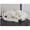 Image 4 : *TEXAS RESIDENTS ONLY* XL LEOPARD Skull with All its Teeth and a Wired Jaw