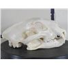 Image 6 : *TEXAS RESIDENTS ONLY* XL LEOPARD Skull with All its Teeth and a Wired Jaw